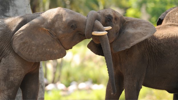 Disney Helps Build Elephant Beehive Fences