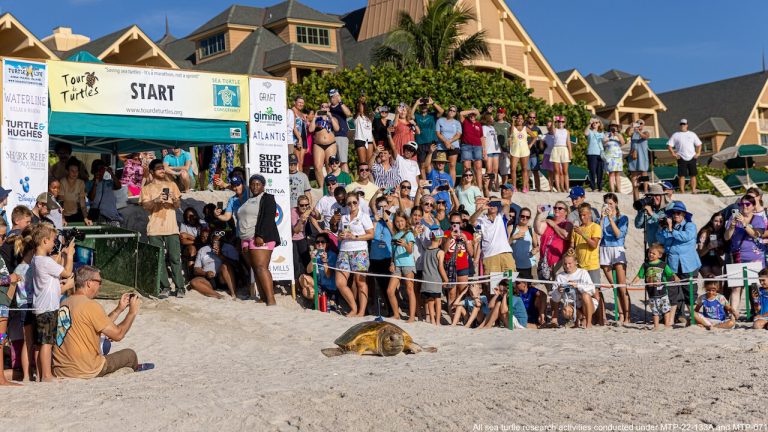 2022-DX-15th-Annual-Tour-de-Turtles-Underway-from-Disneys-Vero-Beach-Resort