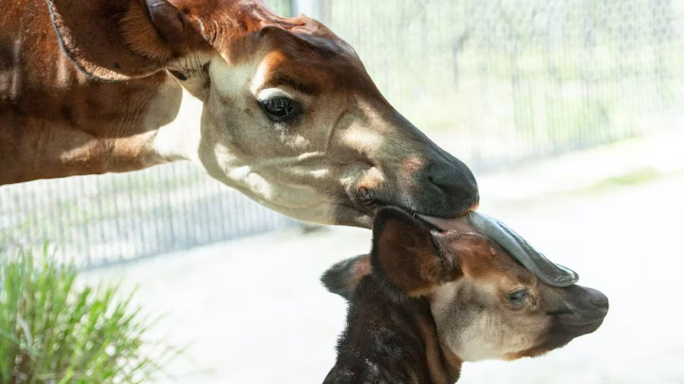 2022-WDW-Beni-the-Baby-Okapi-Born-at-DAK-Lodge