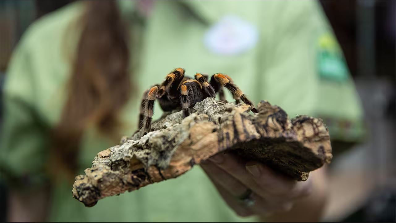 Untangle a Web of Mystery on Spiders