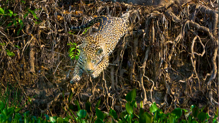 Jaguar Day with National Geographic Expeditions