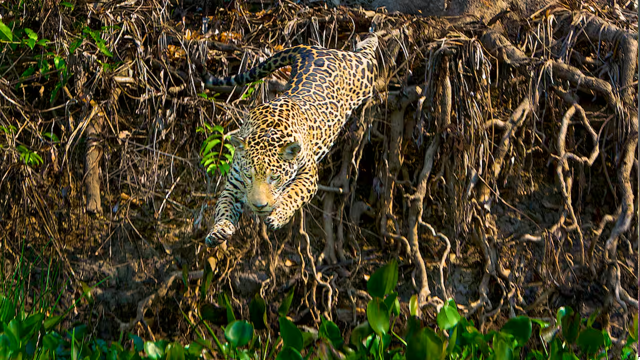 Jaguar Day with National Geographic Expeditions