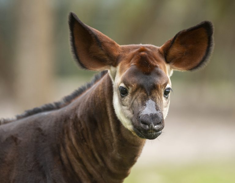 Beni the Okapi Makes First Appearance on Disney&rsquo;s Animal Kingdom Lodge Savanna blog header