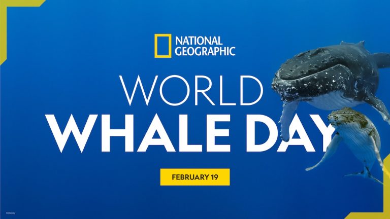 National Geographic Explorer Shares Whale Tales & Photography Tips in Honor of World Whale Day blog header