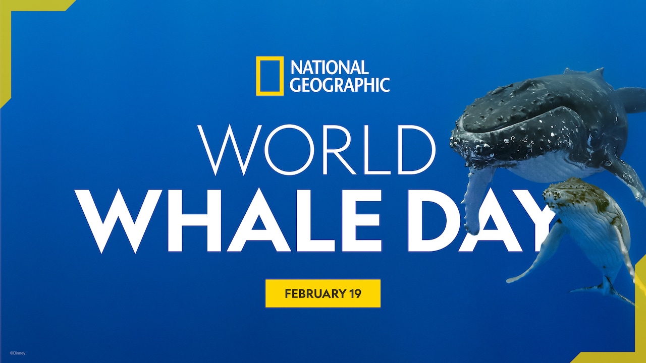 National Geographic Explorer Shares Whale Tales & Photography Tips in Honor of World Whale Day blog header