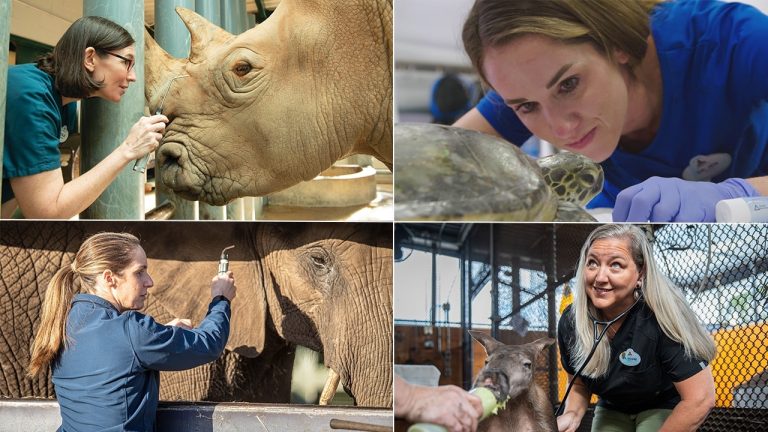 Disney’s Female Veterinarians Take Lead Role Caring for Creatures Great and Small blog header