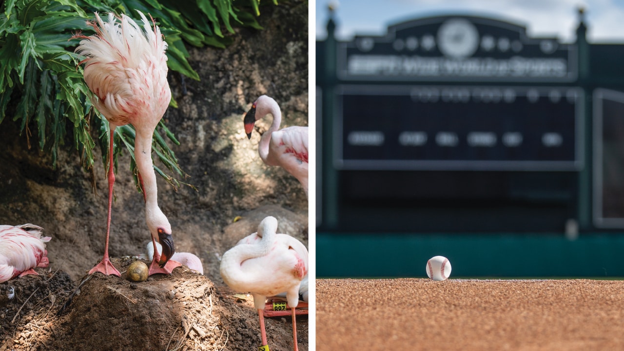 Disney Innovation Provides Greater Hope for Lesser Flamingos blog header