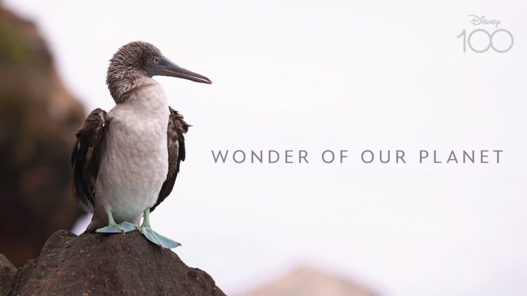 Celebrating the Wonder of Our Planet blog header