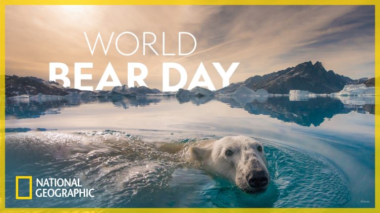 Celebrate World Bear Day with National Geographic blog header