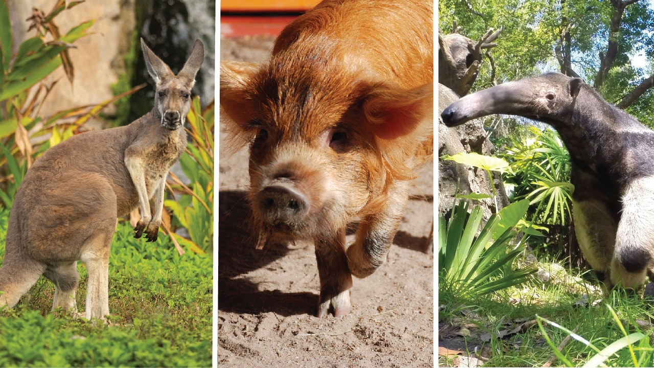 5 Secret Animals at Disney’s Animal Kingdom blog header