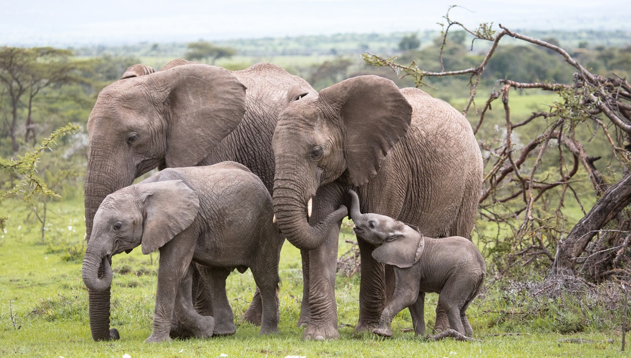 Celebrate Earth Day with National Geographic’s Bob Poole blog header