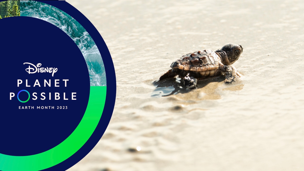 Celebrating 20 Years of Sea Turtle Conservation at Disney’s Vero Beach Resort blog header