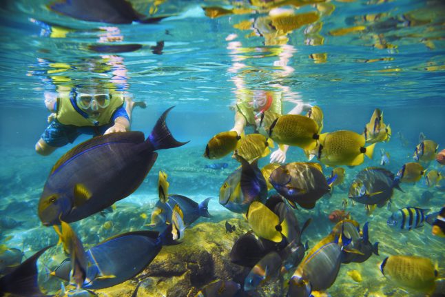 Aulani Resort's Rainbow Reef Fish - Sustainability