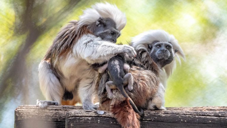 Rare Twin Cotton-Top Tamarin Baby Monkeys Born at Disney’s Animal Kingdom blog header