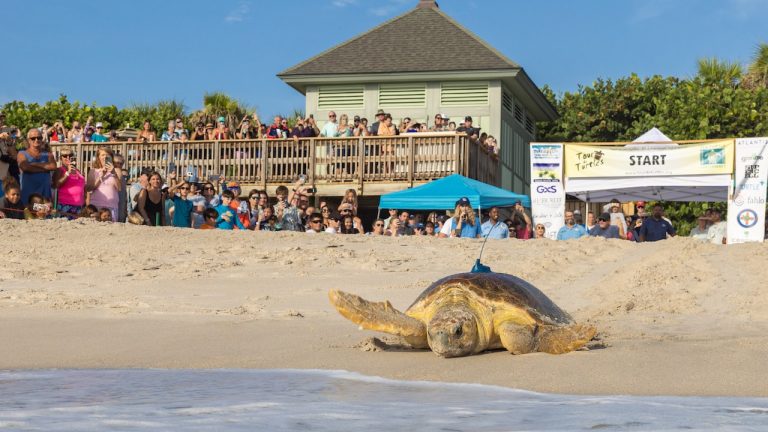 16th Annual Tour de Turtles Kicks Off at Disney’s Vero Beach Resort blog header