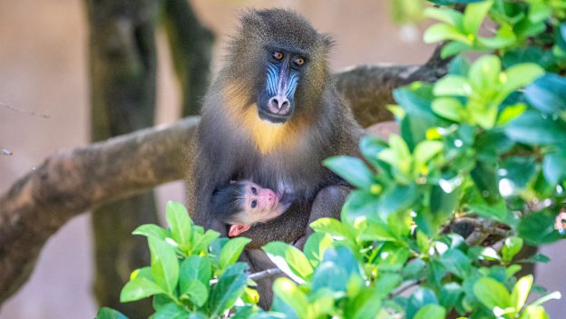 baby mandrill at Animal Kingdom born in 2023