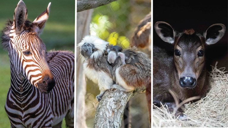 See the Cutest Baby Animals of the Year at Disney’s Animal Kingdom blog photo