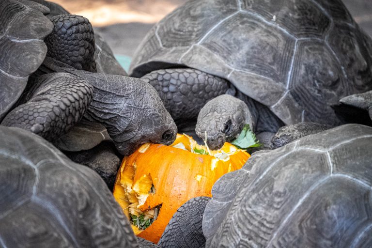 Galapagos tortoises eating a pumpkin
