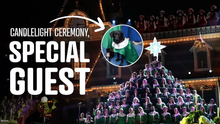 Cast Member and Service Dog Share Paw-sitive Experience at Disneyland Candlelight Ceremony blog header