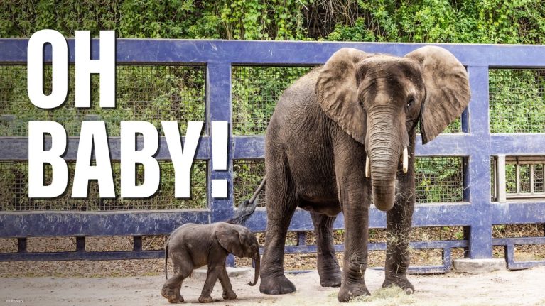 Disney’s Animal Kingdom Welcomes New Baby Elephant blog header
