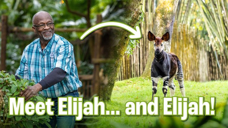 Baby Okapi Named After 50-Year Disney Cast Member blog header