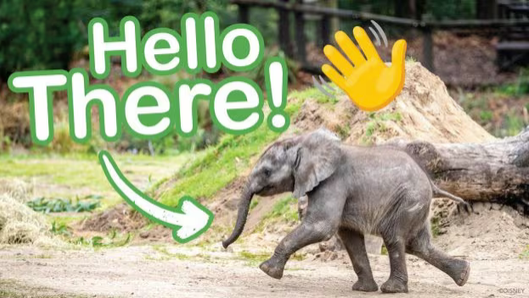 Baby Elephant Corra at Disney's Animal Kingdom