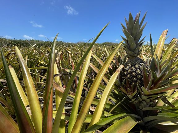 Pineapple Farm at Disney Lookout Cay