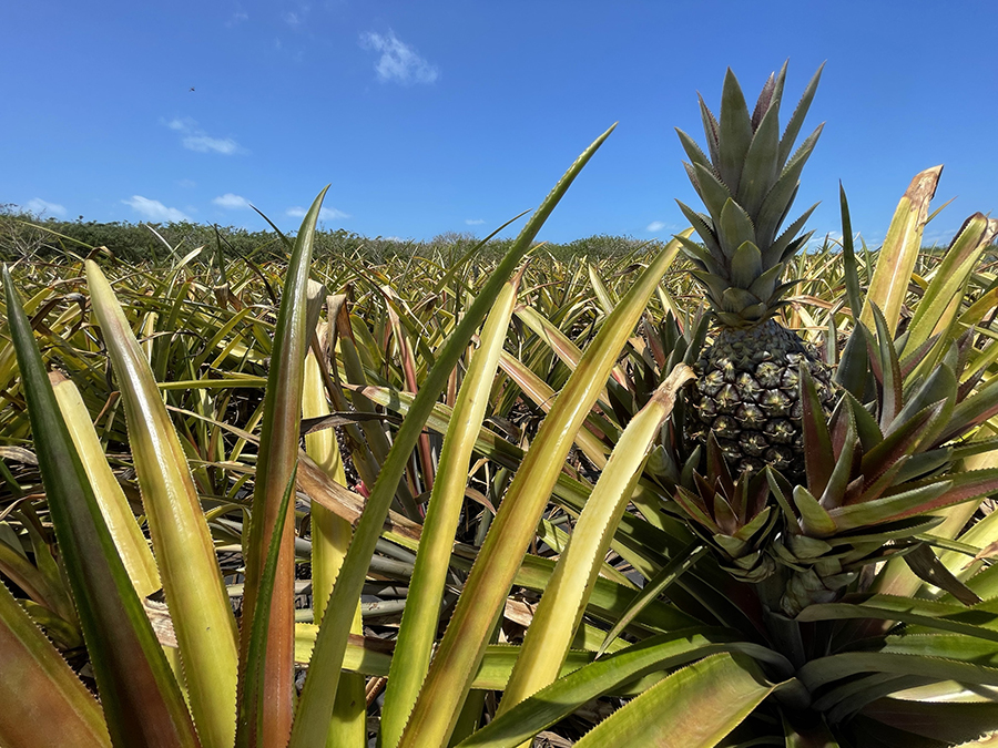 What Makes Eleuthera, Disney Lookout Cay’s Island Home