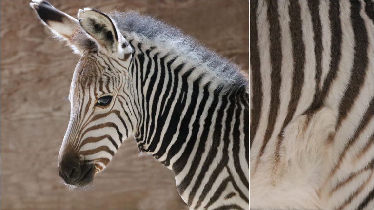 New Zebra Foals at Walt Disney World, Summer 2024