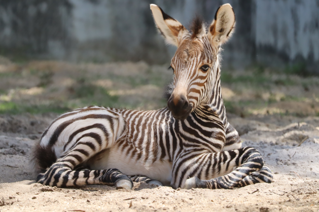 Zebra at Walt Disney World, Summer 2024