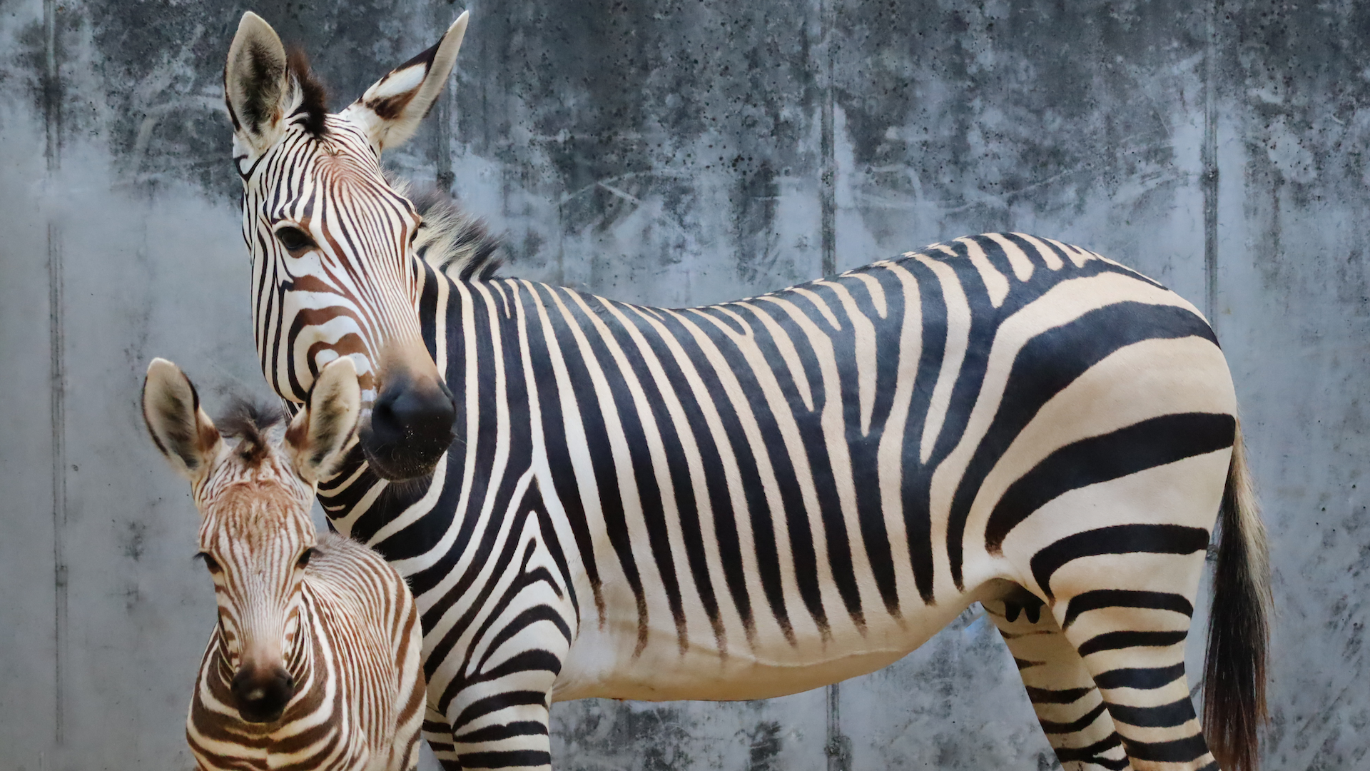 New Zebra Foals at Walt Disney World, Summer 2024