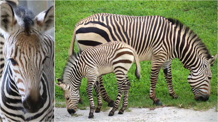 New Zebra Foals at Walt Disney World, Summer 2024