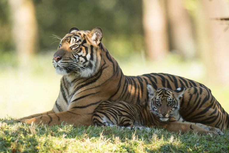 Sumatran tiger and her cub laying in the grass