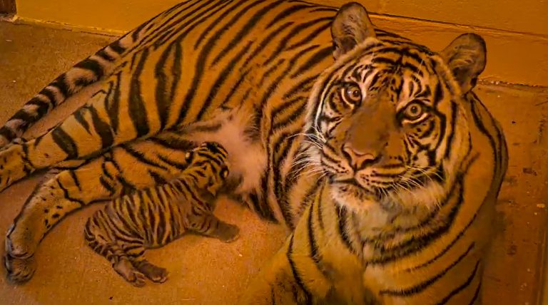 Disney Welcomes New Tiger at Animal Kingdom