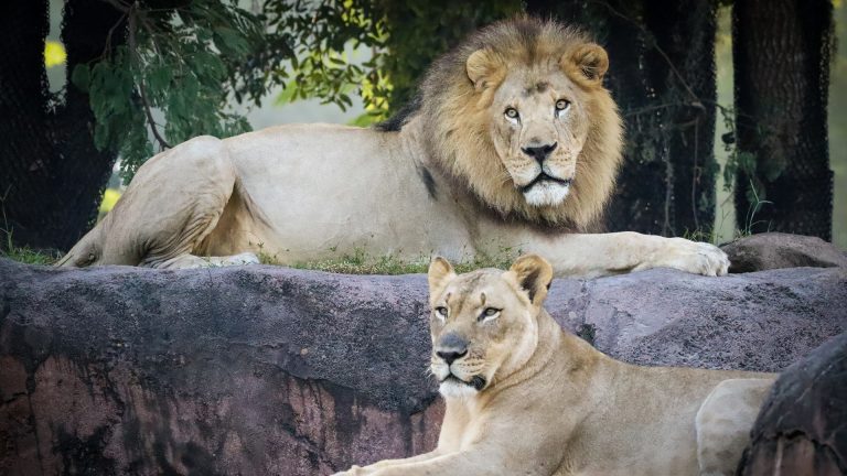 Lions at Disney's Animal Kingdom