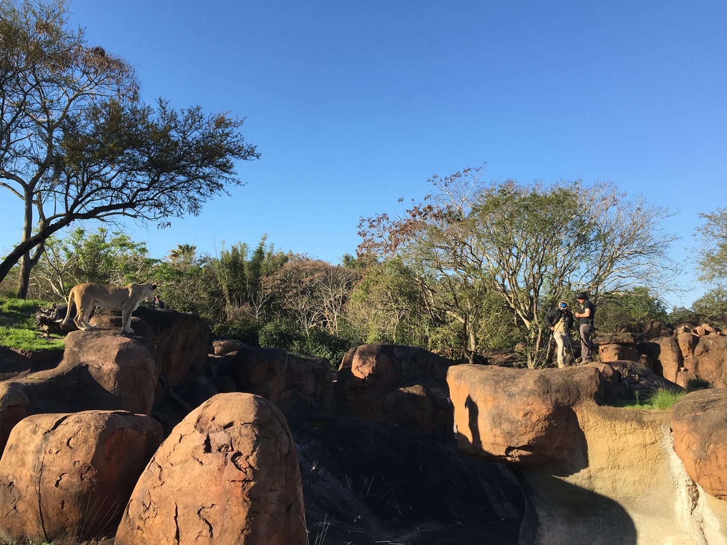 Lions at Disney's Animal Kingdom