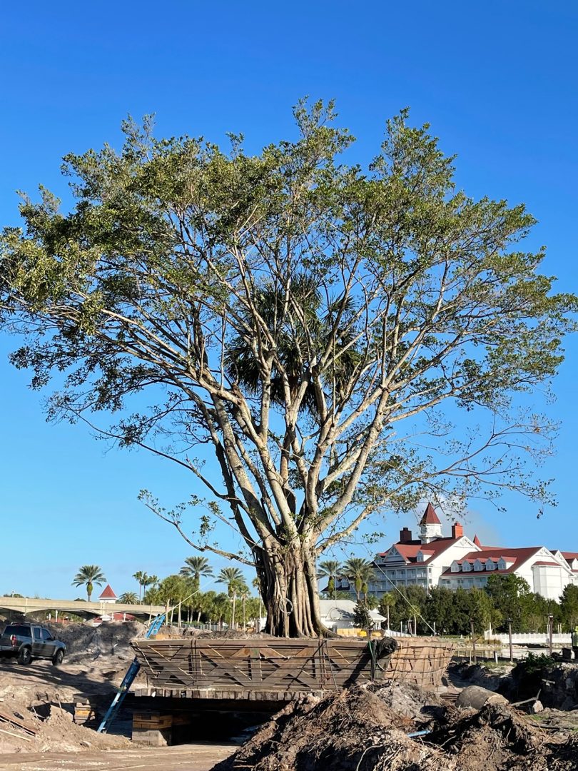 Historic tree at Disney's Polynesian Villas & Bungalows