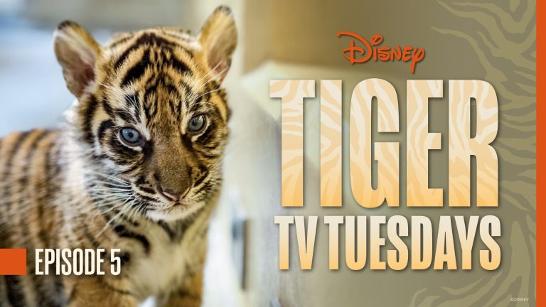 Tiger Tuesdays Bakso Updates Episode 5