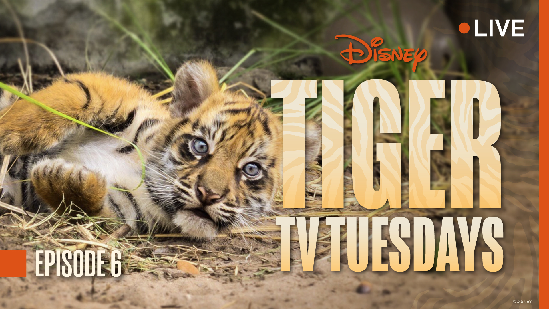 Tiger Tuesdays Bakso Updates Episode 6