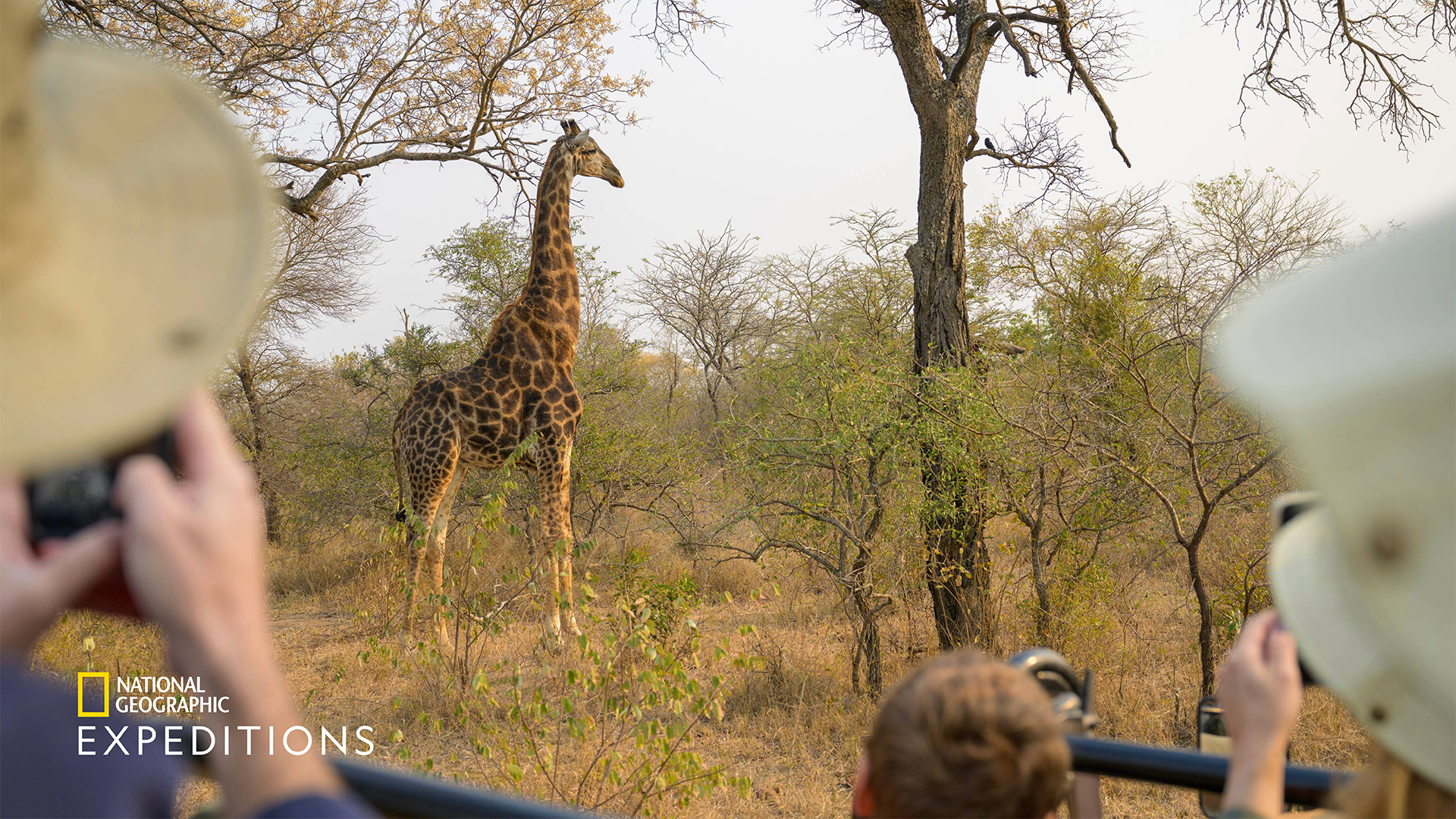 Giraffes on safari, South Africa