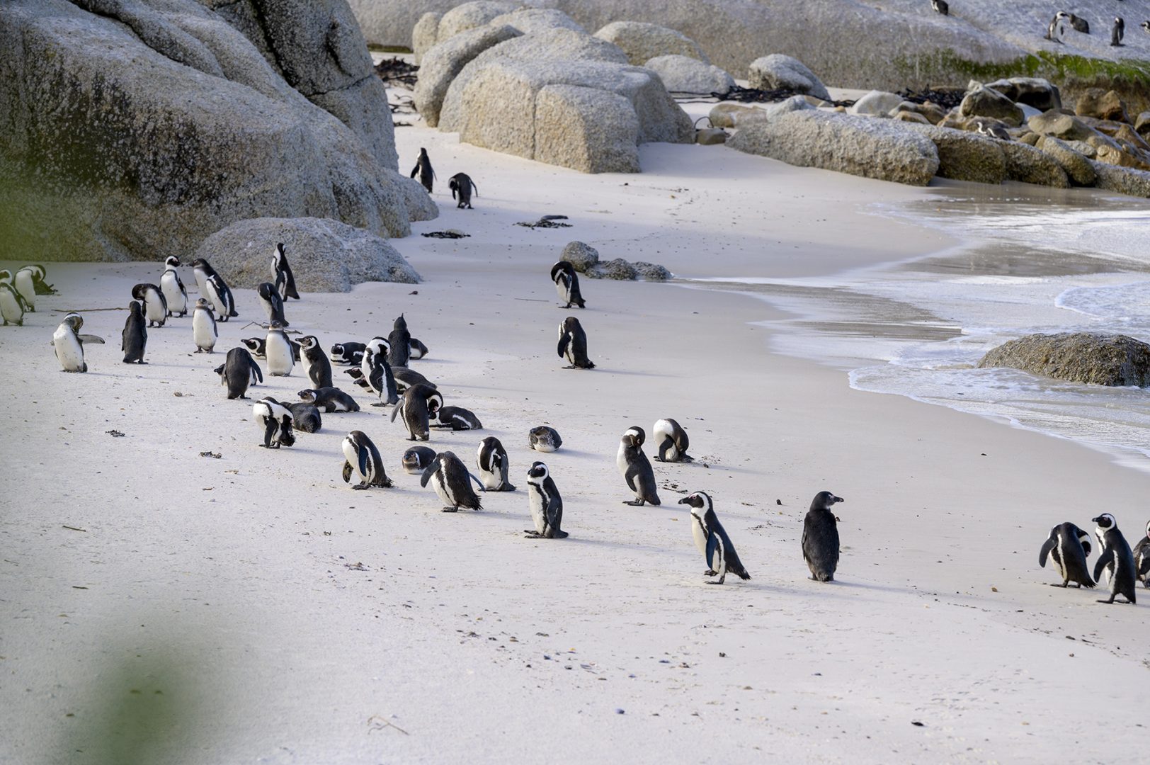 Boulders Penguin Colony of endangered African penguins in Cape Town, South Africa