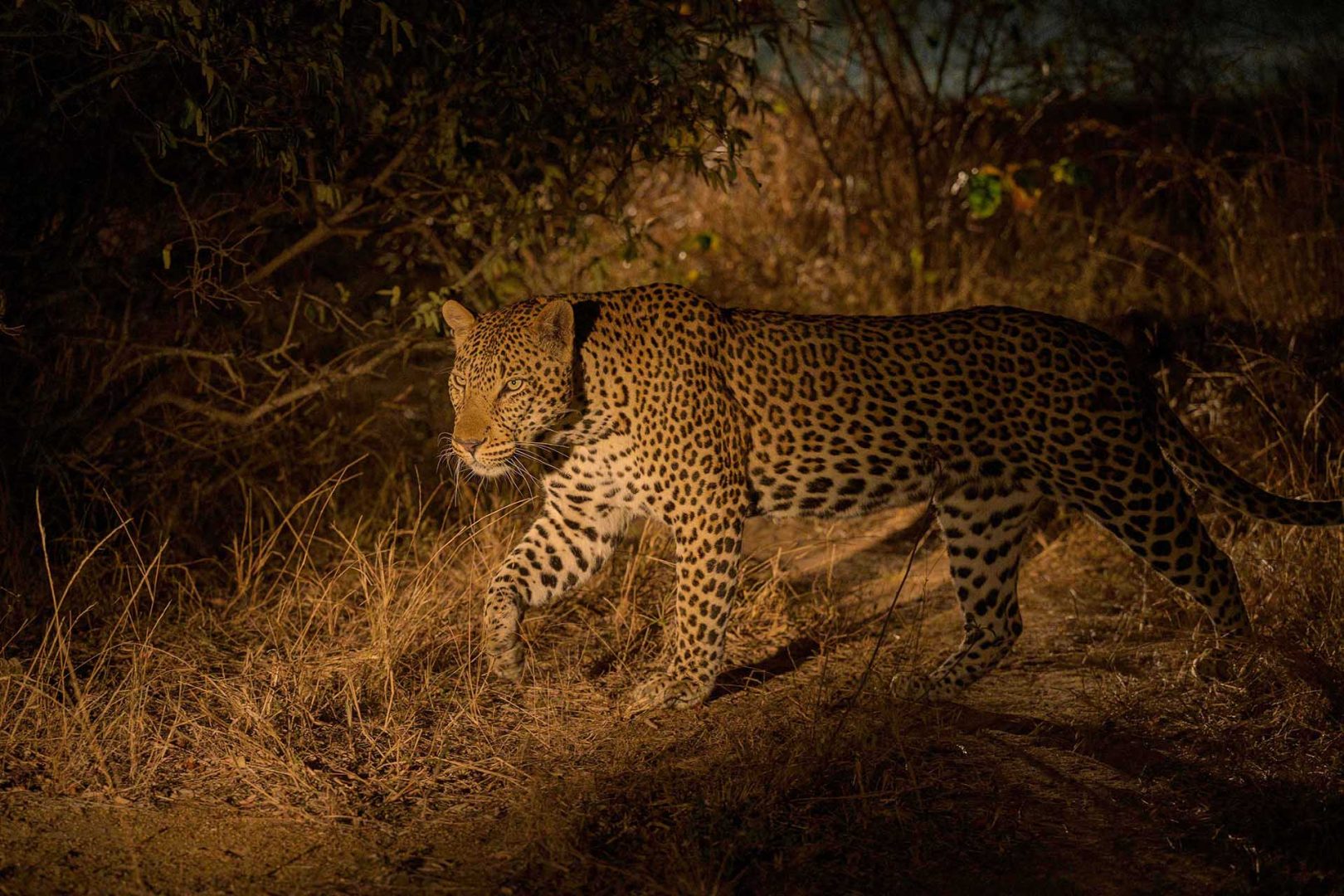 Leopard at Sabi Sabi Private Game Reserve, South Africa