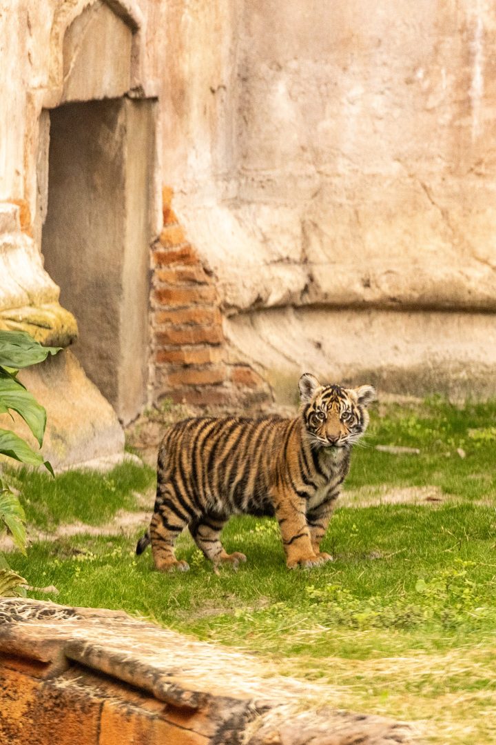 Bakso the Baby Tiger, Disney's Animal Kingdom