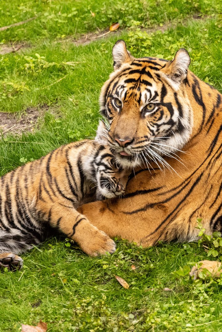 Bakso the Baby Tiger, Disney's Animal Kingdom