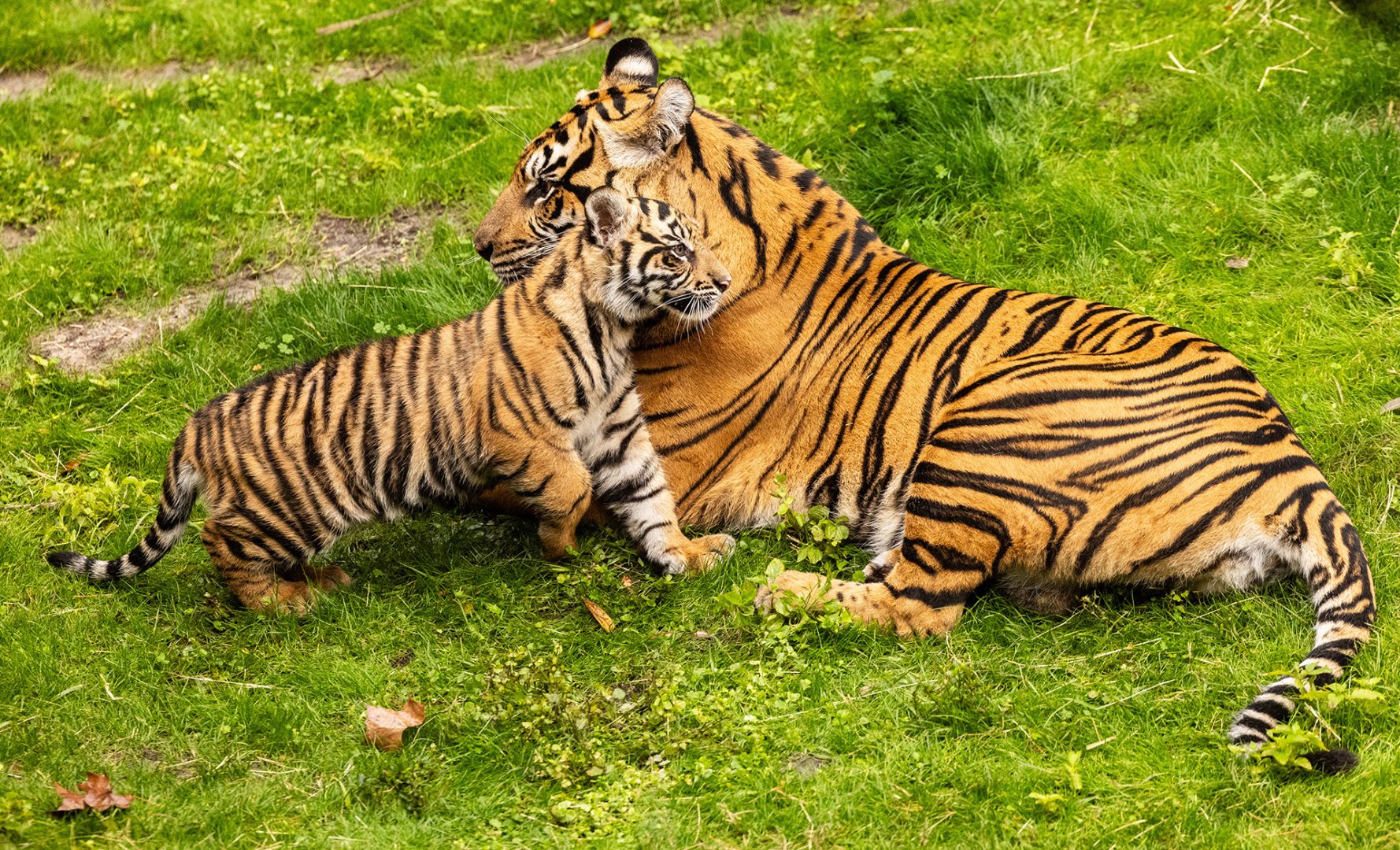 Bakso the Baby Tiger, Disney's Animal Kingdom