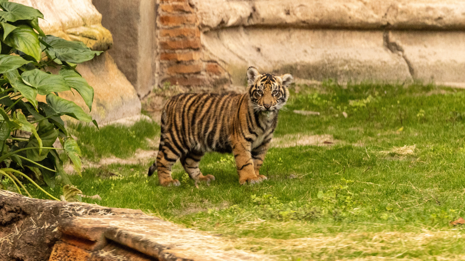 Baby Bengal Tiger