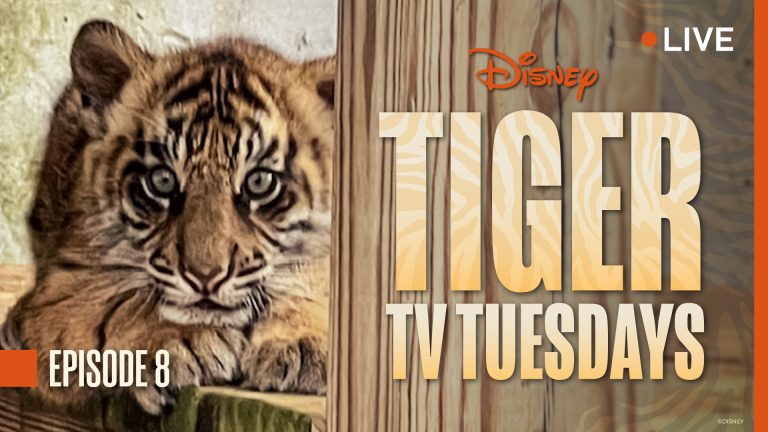 Tiger Tuesdays Bakso Updates Episode 8