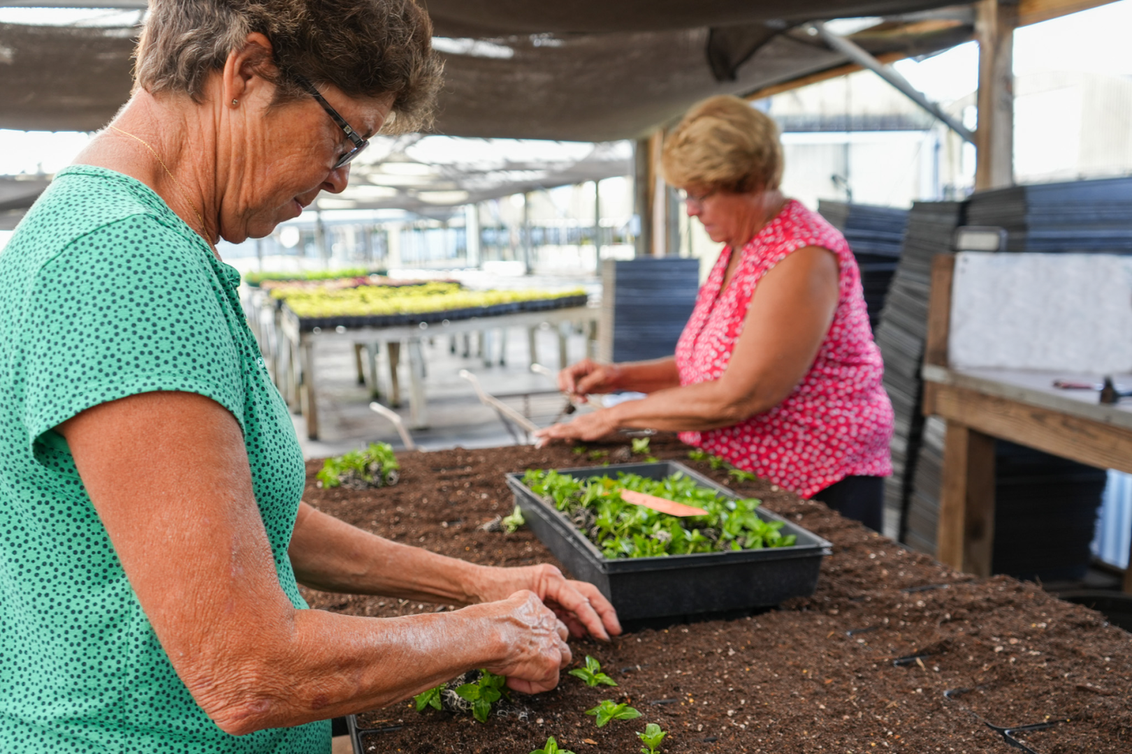 Dutch Mill Nursery