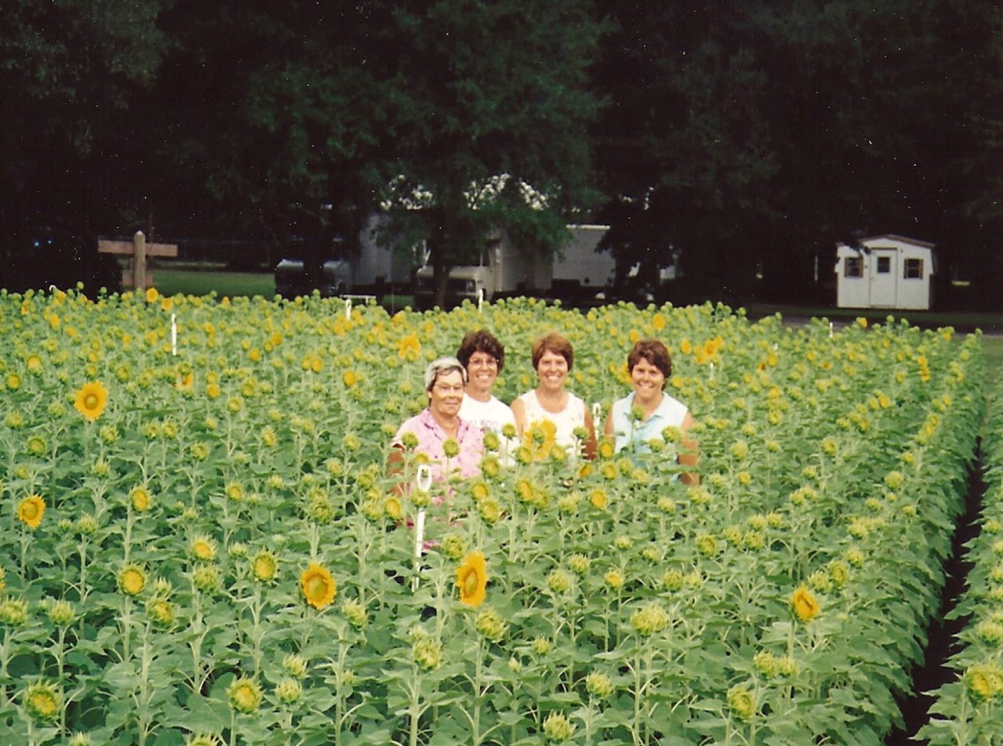 Historical photo of Dutch Mill Nursery