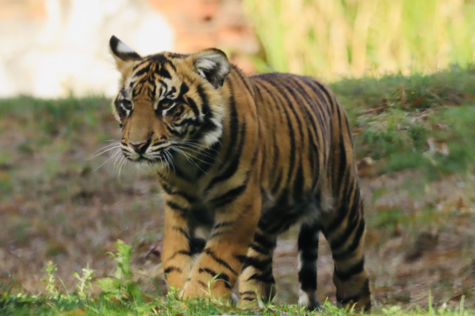 Baby Bakso’s Latest Visitors — The Detroit Tigers (6)